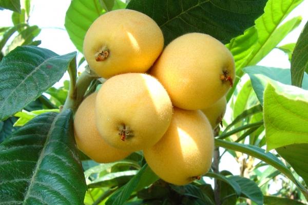 2025年几月蛇一等命 富贵蛇一般生在几月份 2025年几月蛇一等命 富贵蛇一般生在几月份