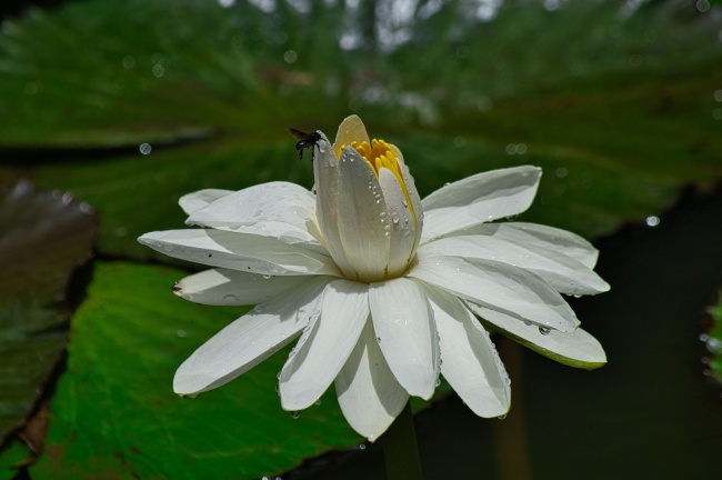 属羊人2025年蛇年运势 属羊人2025年蛇年运势