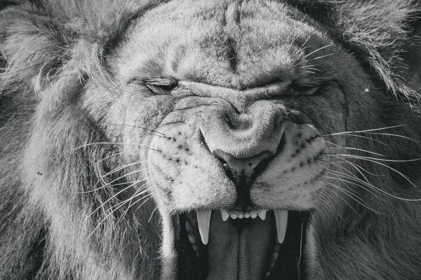 属猴人从2026开始运气差,如何转运 属猴人从2026开始运气差,如何转运