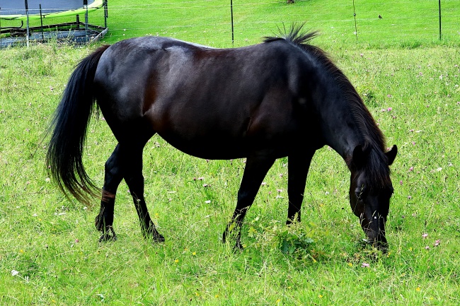 2025最容易生男宝宝生肖,哪些属相2025年有儿子缘 2025最容易生男宝宝生肖,哪些属相2025年有儿子缘