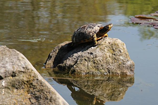 属兔2025必有一难,有什么灾难 属兔2025必有一难,有什么灾难