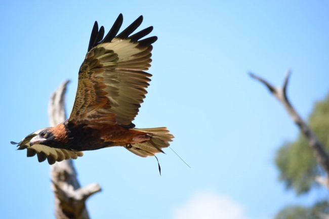 兔的正缘桃花是谁