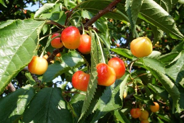 2025年属什么生肖属相 不一样属相2025年运程