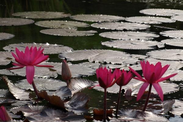 2025年十二生肖运程 2025年属相吉凶预测分析