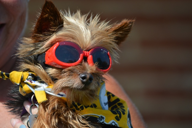 属猪的三年大运是指哪三年，属猪人运势最好的年份