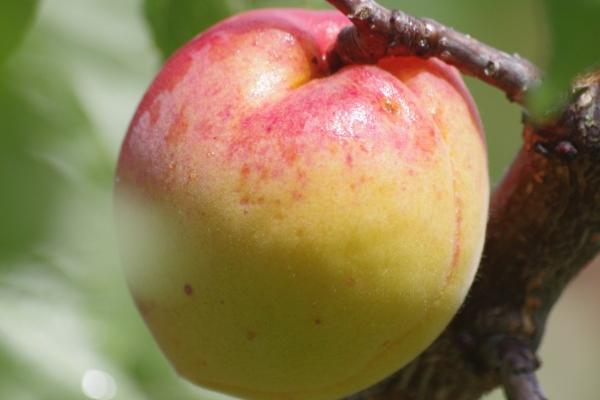 属羊人相生相克的属相