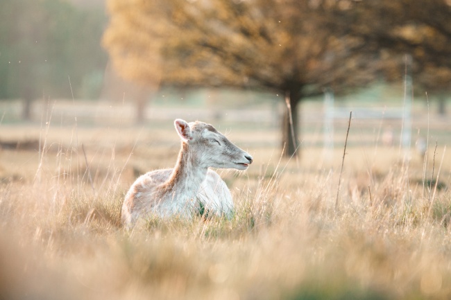 属猪要珍惜的两大贵人