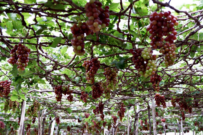 1991年羊最佳发财方向