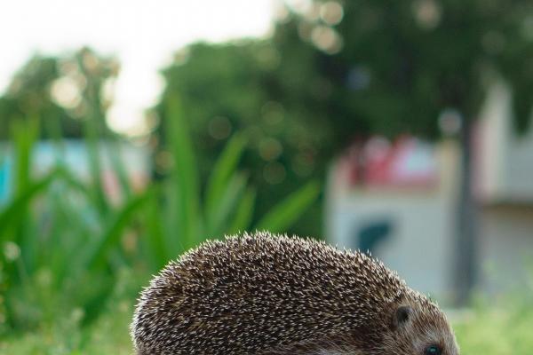 属鸡男被哪个属相女骗 属鸡男被哪个属相女骗