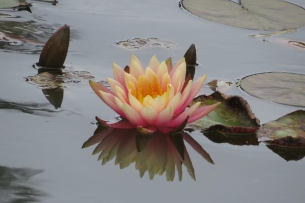 94的女狗2025的运气