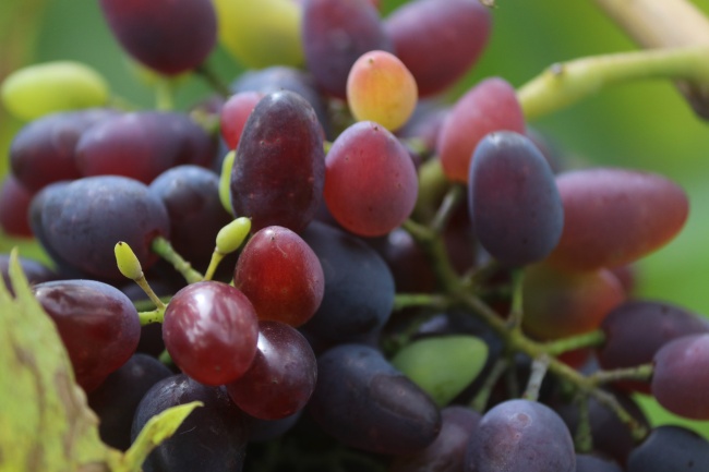 什么属鸡人不要穿红色，哪年出生的属鸡人不要穿红色