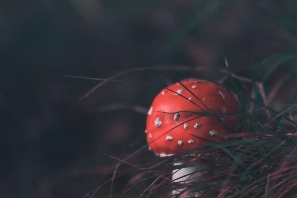 梦到了厕所有虫子是啥意思