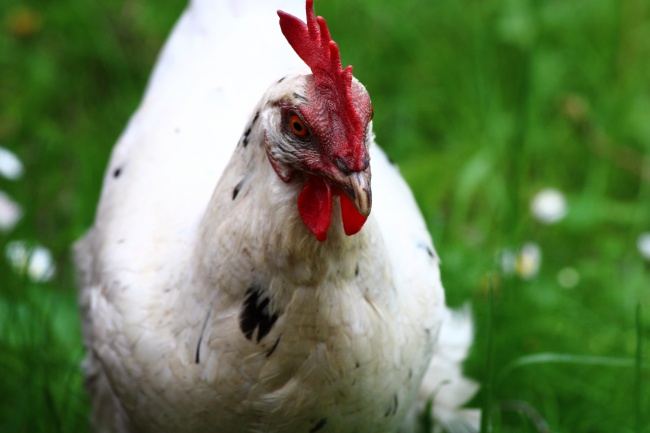 高人预言属狗2025，属狗人2025年全年度运势怎样