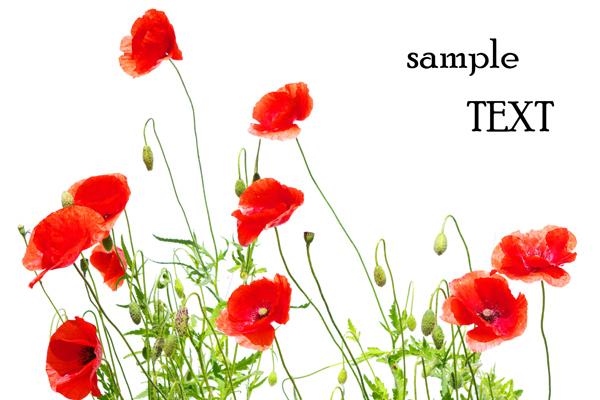 90年属马男生注定的婚姻