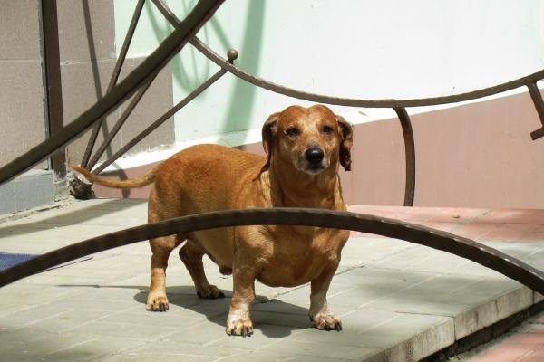 2025年属鸡是什么命