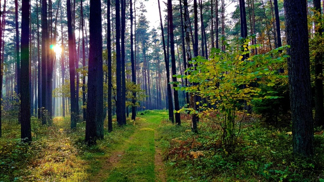 1991年是金羊缺什么