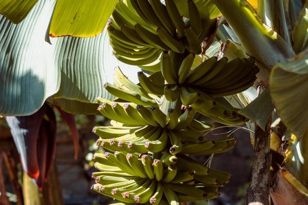 什么属马人不要穿红色，哪年出生的属虎人不要穿红色