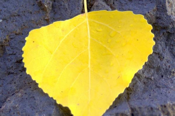 不同出生年的属马人命运分析