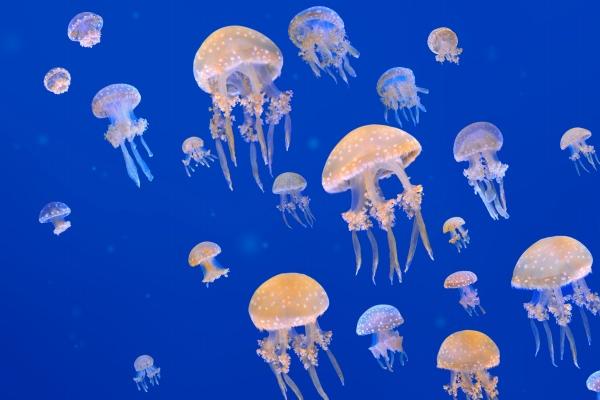 仙指阁运势 2024年12月24日十二生肖运势分析