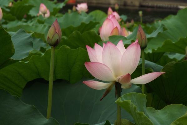 梦到了车祸自己会是什么预兆