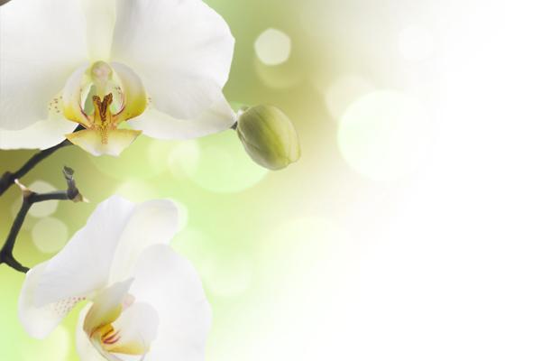 95属猪人为啥不可以戴金