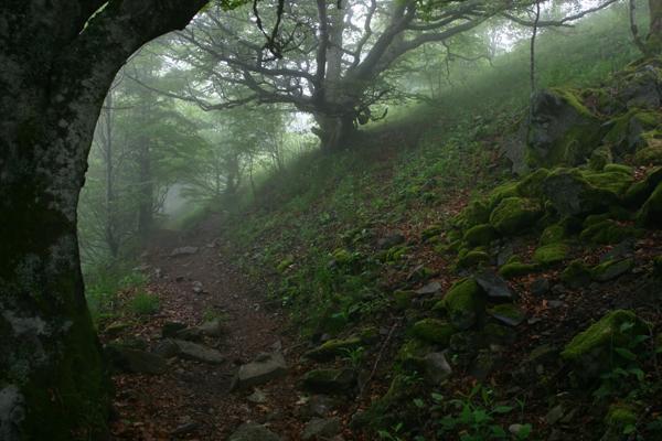 仙指阁运势 十二生肖周运详细说明2025.1.13-1.19