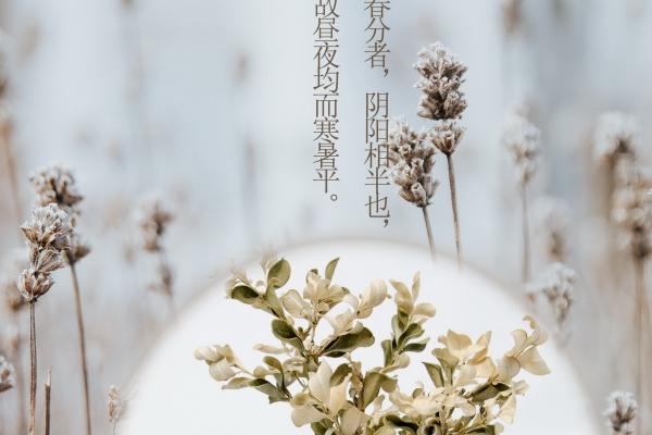 属牛会为哪个生肖痴情