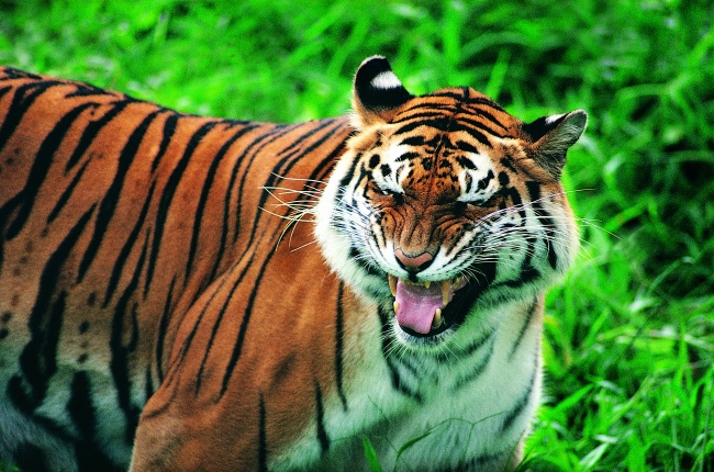 2025年哪些生肖最旺