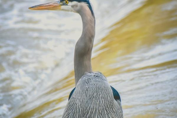 1977年属蛇什么命