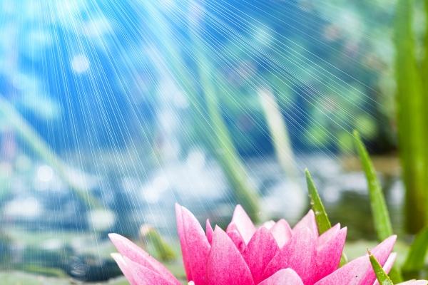 梦到了别人给花是凶兆还是吉兆