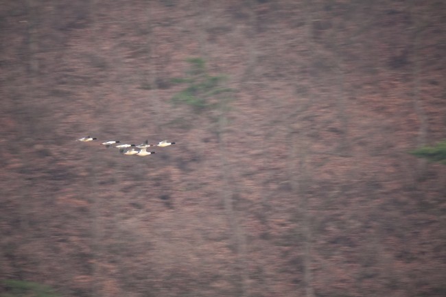 1965年属蛇什么命