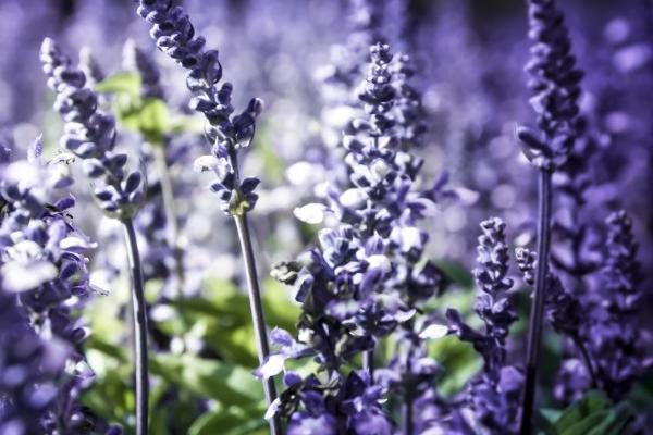 男龙比女蛇大1岁好不好