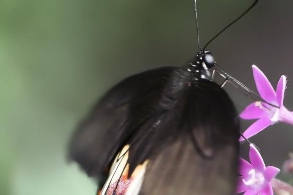 属牛人结婚忌什么属相