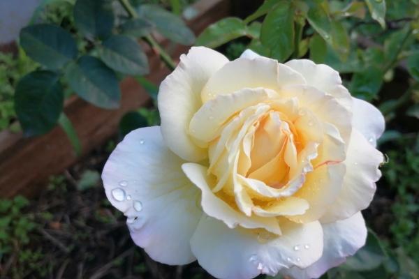 一辈子害属牛的生肖