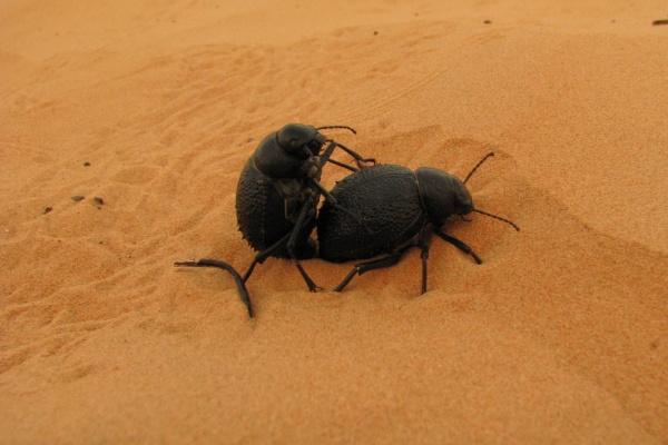 属猪一生被谁折磨