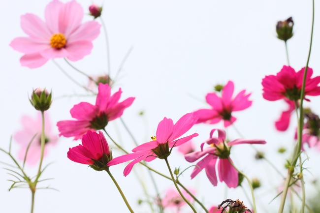属虎能穿红色吗 属虎穿什么颜色好