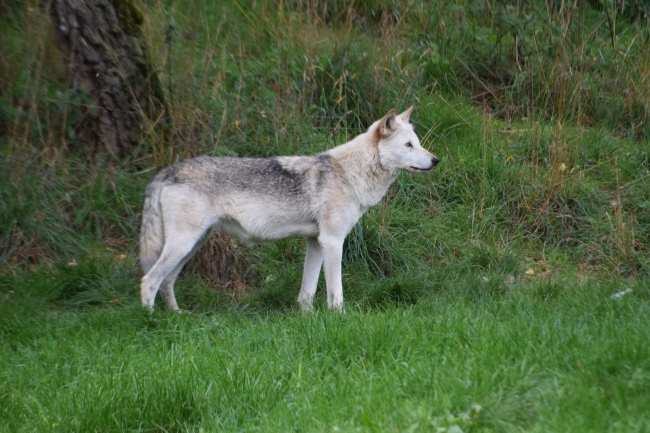 属猪人必须警惕一人