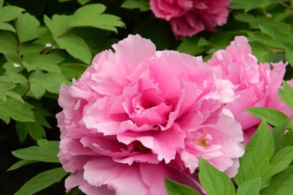 属羊女会被谁纠缠一生