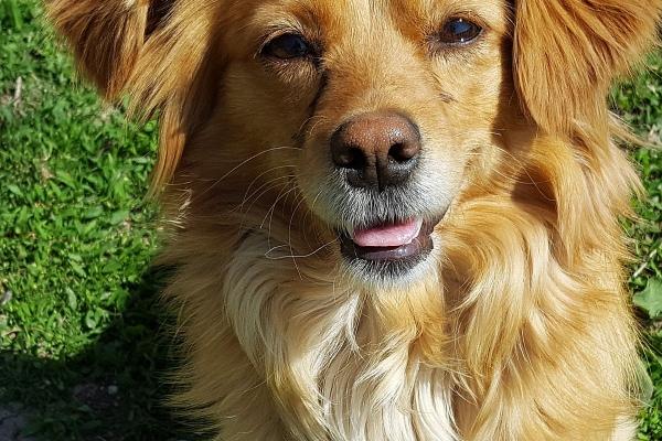 属猴人各个时辰看一生运势