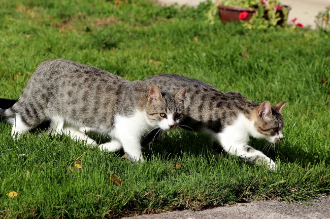 属龙人必须警惕一人