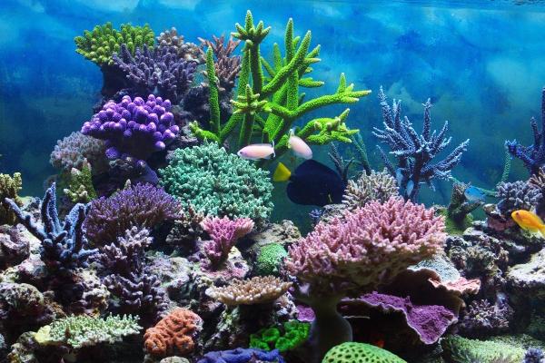 猴遇马为何有福气