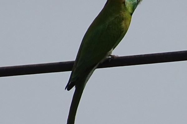 陪猪女走到最后的生肖男