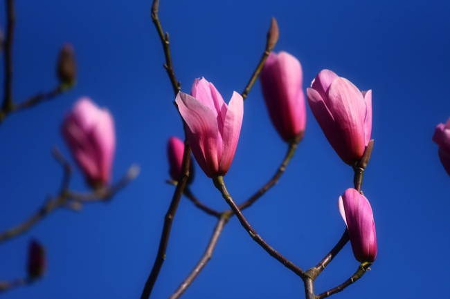 能降住属猪人的生肖