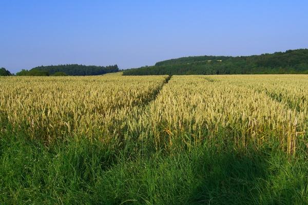能降住属龙人的生肖