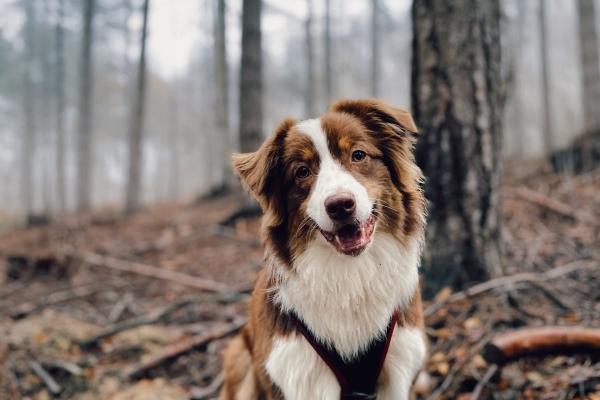 属蛇人财运不好怎么化解
