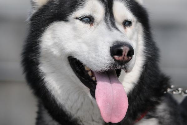 生肖狗未来三年的大事