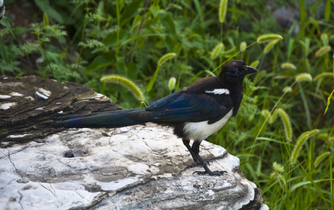 第一运程 2025年2月23日十二生肖运势解析