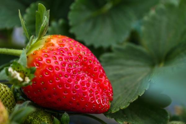 属狗人转运最厉害的东西，属狗的转运带什么