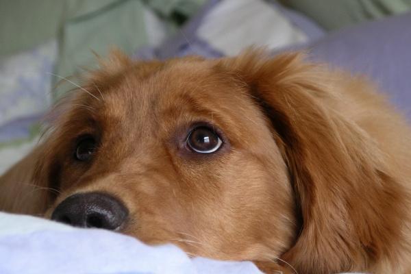 属狗之人一生最忌讳三样东西