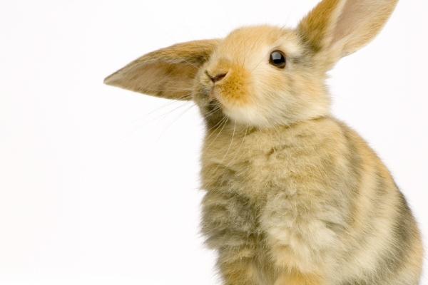 属狗人最大的恩人